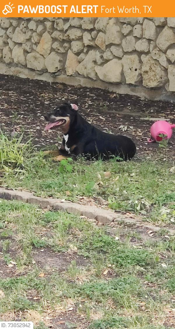 Found/Stray Female Dog last seen Wales Ave and Welch , Fort Worth, TX 76133