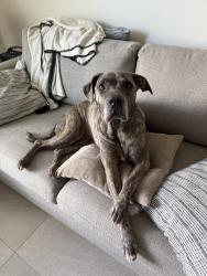 Found/Stray Female Dog last seen Eurus apmts in Somerset Village off Flamingo Rd, Miramar, FL 33027