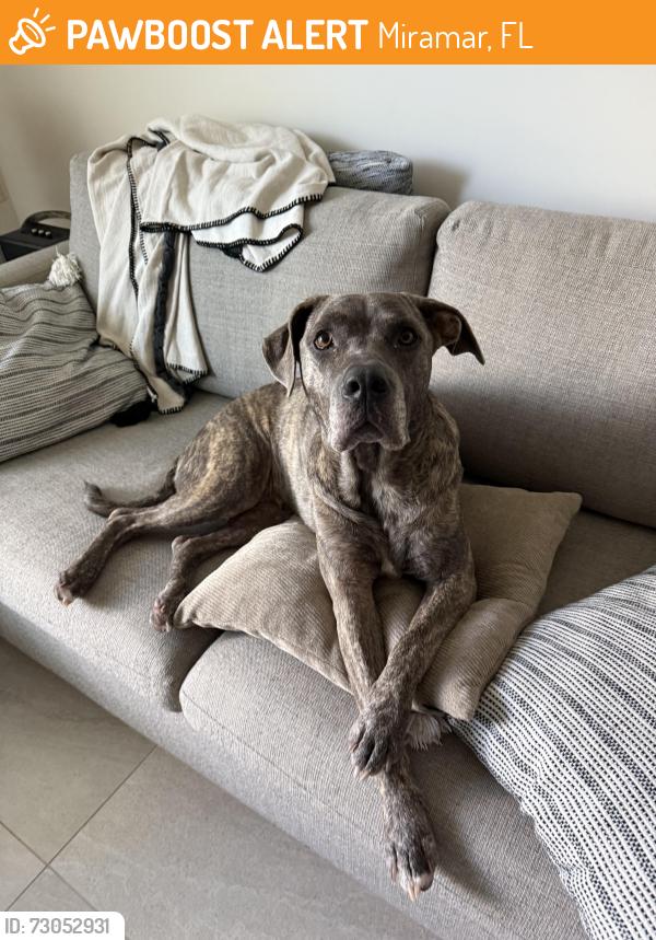 Found/Stray Female Dog last seen Eurus apmts in Somerset Village off Flamingo Rd, Miramar, FL 33027