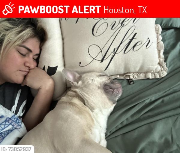 Lost Male Dog last seen Sierra pines dr and morning pines, Houston, TX 77068