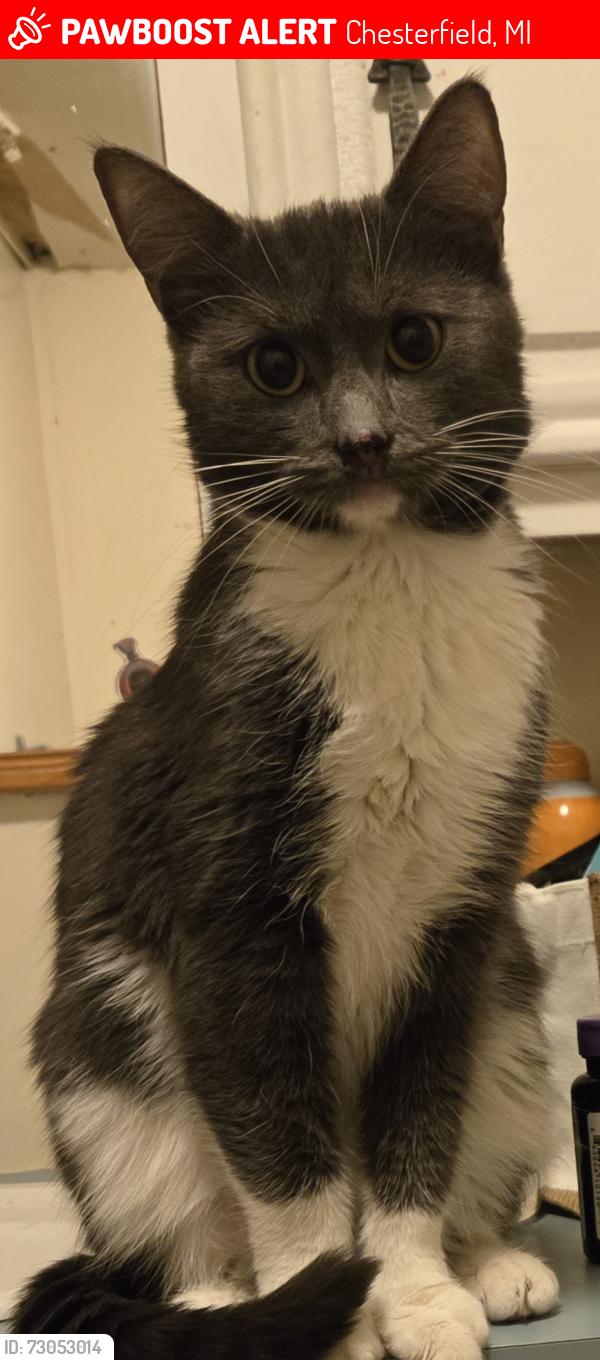 Lost Female Cat last seen Bristol drive, Chesterfield, MI 48051