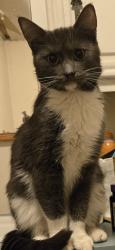 Lost Female Cat last seen Bristol drive, Chesterfield, MI 48051