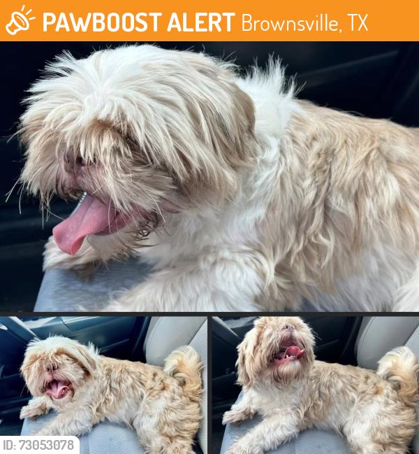 Found/Stray Unknown Dog last seen Country club, Brownsville, TX 78520