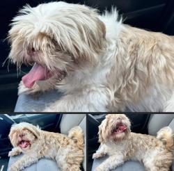 Found/Stray Unknown Dog last seen Country club, Brownsville, TX 78520