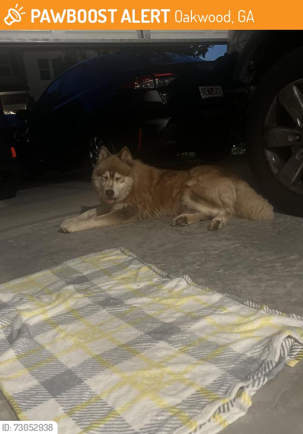 Found/Stray Male Dog last seen McEver Mill apmts - Oakwood/Flowery Branch area Hall County, Oakwood, GA 30566
