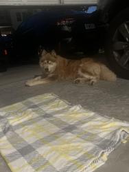 Found/Stray Male Dog last seen McEver Mill apmts - Oakwood/Flowery Branch area Hall County, Oakwood, GA 30566