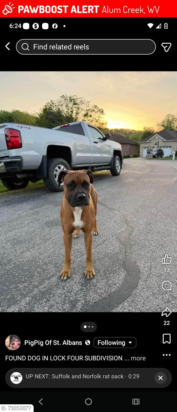 Lost Male Dog last seen My boy spock is loved in lock four by everyone but this woman I call crue Ella she was constantly trying to steal and re home my boy and he's been missing since yesterday ! My 3 kids miss there dog please help , Alum Creek, WV 25003