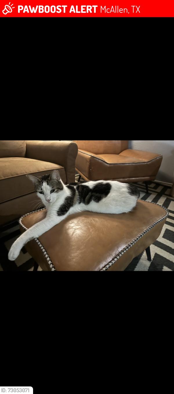 Lost Male Cat last seen S 30 1/2 st by escandon park, McAllen, TX 78503