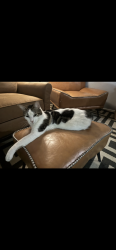 Lost Male Cat last seen S 30 1/2 st by escandon park, McAllen, TX 78503