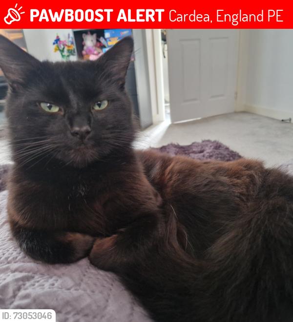 Lost Male Cat last seen Stanground south, cardea, Cardea, England PE2