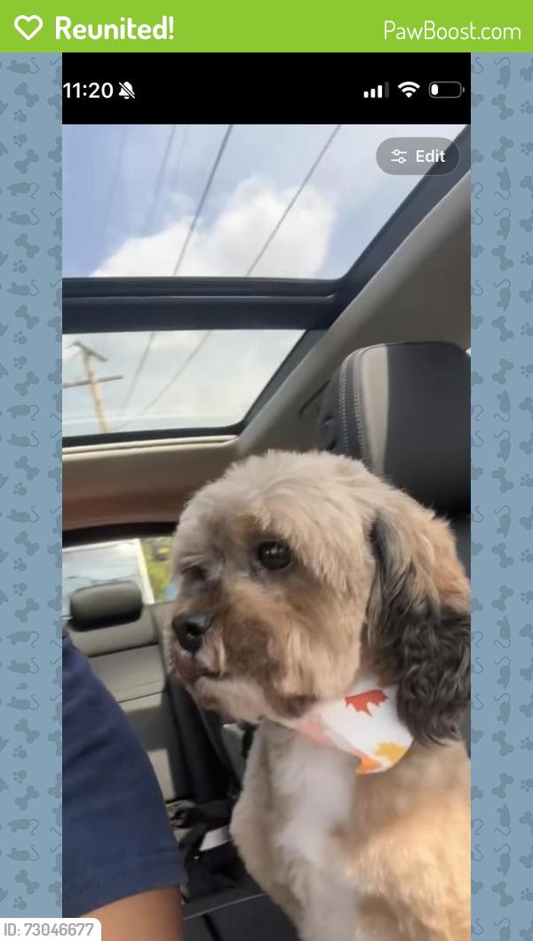 Reunited Male Dog last seen Pulaski Rd, Calumet City, IL 60409