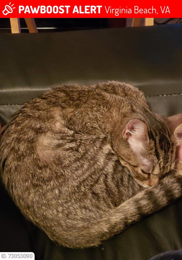 Lost Female Cat last seen Ego dr and n. Streamline, Virginia Beach, VA 23454