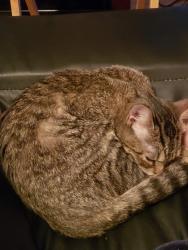 Lost Female Cat last seen Ego dr and n. Streamline, Virginia Beach, VA 23454