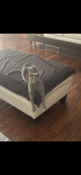 Reunited Male Cat last seen Near sw 100th Pl, Oklahoma City, OK 73159