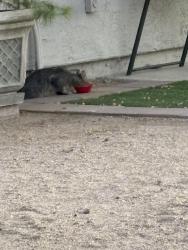 Found/Stray Unknown Cat last seen 3rd Street & Cloud, New River, AZ 85086