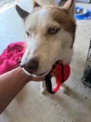Found/Stray Male Dog last seen Whataburger off i10 and Wayside, Houston, TX 77020
