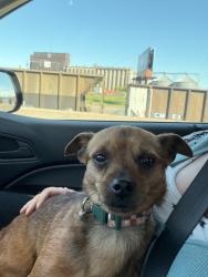 Found/Stray Male Dog last seen Amazon Warehouse, Duluth, MN 55802