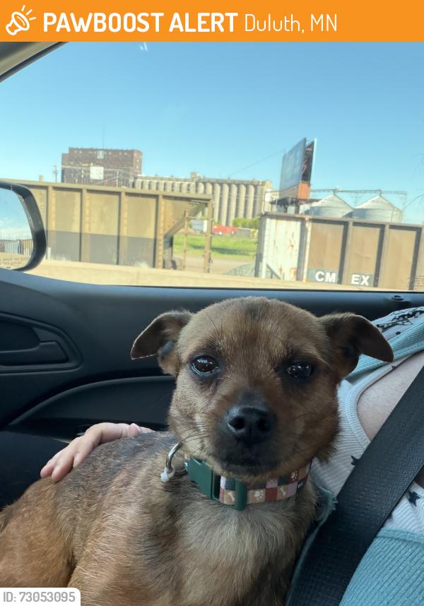 Found/Stray Male Dog last seen Amazon Warehouse, Duluth, MN 55802
