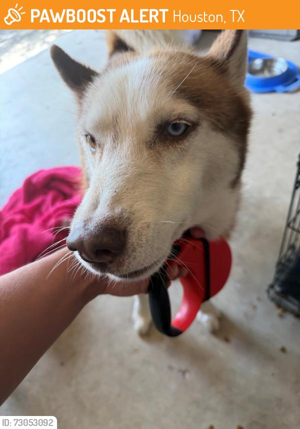 Found/Stray Male Dog last seen Whataburger off i10 and Wayside, Houston, TX 77020
