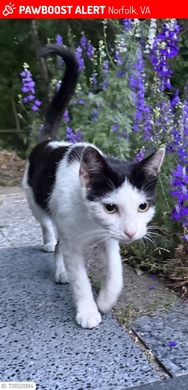 Lost Female Cat last seen Near Saint Mihiel Ave Norfolk Va , Norfolk, VA 23509