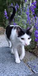 Lost Female Cat last seen Near Saint Mihiel Ave Norfolk Va , Norfolk, VA 23509