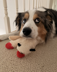 Lost Male Dog last seen York roads, Monterey, CA 93940
