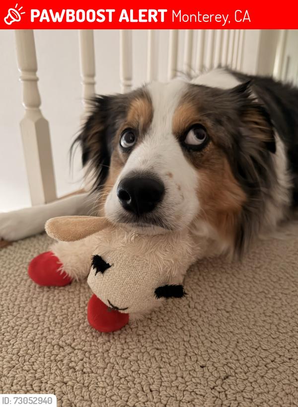 Lost Male Dog last seen York roads, Monterey, CA 93940