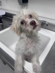 Shelter Stray Male Dog last seen Nigh drop, left here by citizen with ACA, no info., Oakland, CA, 1101 29th Ave, Oakland, CA 94601, USA