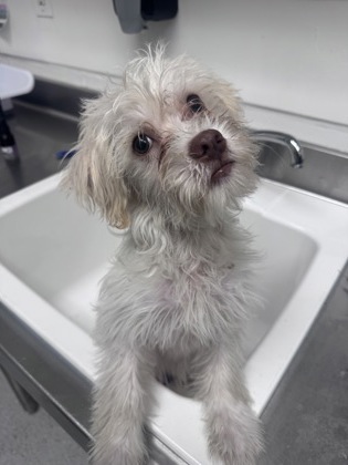 Shelter Stray Male Dog last seen Nigh drop, left here by citizen with ACA, no info., Oakland, CA, 1101 29th Ave, Oakland, CA 94601, USA