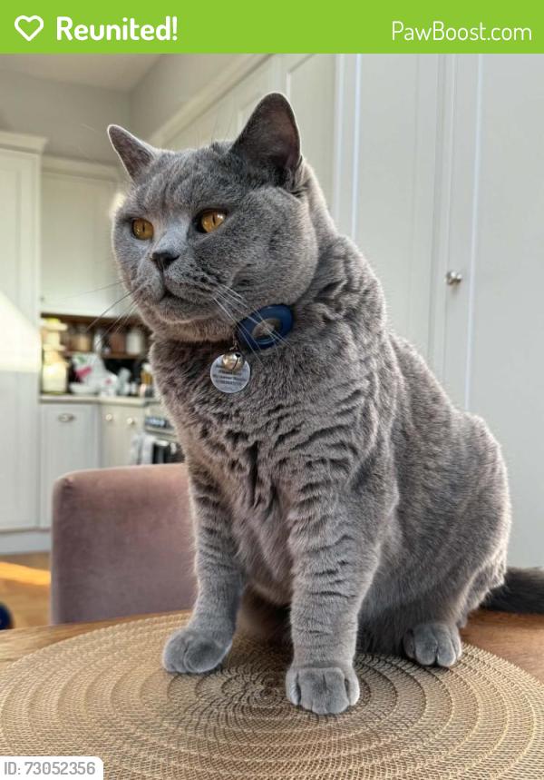 Reunited Male Cat last seen Lancaster Avenue, Norwood, England SE27