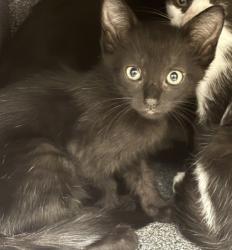 Shelter Stray Female Cat last seen Near upper seguin rd lot 242, Zone 1, TX, 8755 Farm to Market 1516, Converse, TX 78109, USA