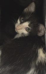 Shelter Stray Female Cat last seen Near upper seguin rd lot 242, Zone 1, TX, 8755 Farm to Market 1516, Converse, TX 78109, USA