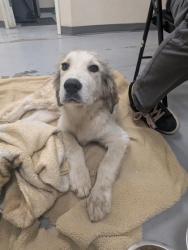 Shelter Stray Male Dog last seen Morris by construction/Railroad tracks, Valencia, , 1209 NM-314, Los Lunas, NM 87031, USA