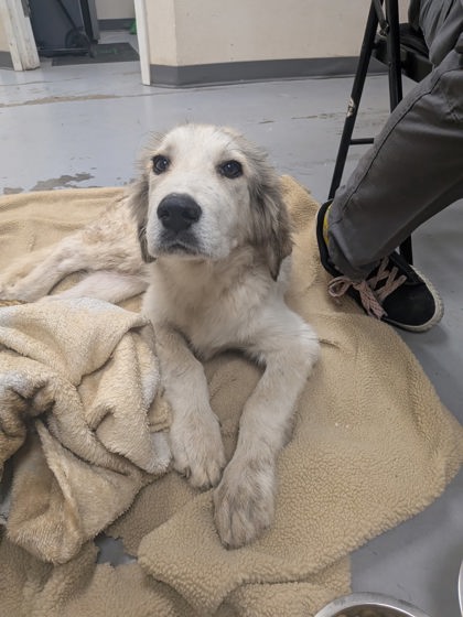 Shelter Stray Male Dog last seen Morris by construction/Railroad tracks, Valencia, , 1209 NM-314, Los Lunas, NM 87031, USA