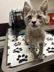 Shelter Stray Female Cat last seen Near Herron Trace SW, Atlanta, GA, 1251 Fulton Industrial Blvd NW, Atlanta, GA 30336, USA