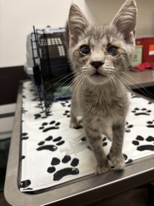 Shelter Stray Female Cat last seen Near Herron Trace SW, Atlanta, GA, 1251 Fulton Industrial Blvd NW, Atlanta, GA 30336, USA