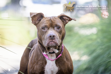 Shelter Stray Female Dog last seen Near Peaceful Woods Road, Berkeley County, SC, 2455 Remount Rd, North Charleston, SC 29406, USA