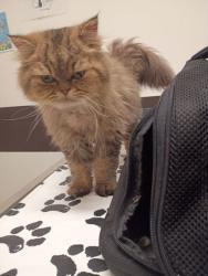 Shelter Stray Male Cat last seen Near Ormond St, Atlanta, GA, 1251 Fulton Industrial Blvd NW, Atlanta, GA 30336, USA