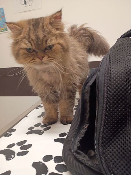 Shelter Stray Male Cat last seen Near Ormond St, Atlanta, GA, 1251 Fulton Industrial Blvd NW, Atlanta, GA 30336, USA