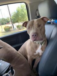 Shelter Stray Male Dog last seen Near connie dr, Desoto, TX, 1150 E Pleasant Run Rd, Cedar Hill, TX 75104, USA
