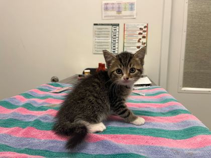 Shelter Stray Female Cat last seen N Jackson Ave & NE Russell Rd, KCMO, 64117, 64117, MO, 7077 Elmwood Ave, Kansas City, MO 64132, USA