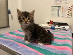 Shelter Stray Male Cat last seen N Jackson Ave & NE Russell Rd, KCMO, 64117, 64117, MO, 7077 Elmwood Ave, Kansas City, MO 64132, USA