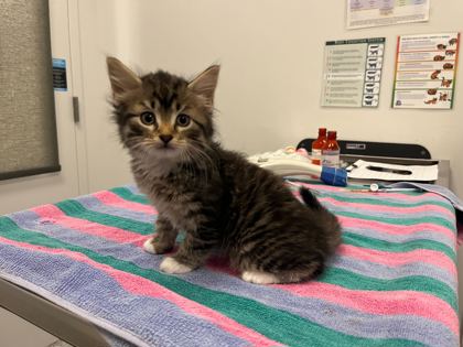 Shelter Stray Male Cat last seen N Jackson Ave & NE Russell Rd, KCMO, 64117, 64117, MO, 7077 Elmwood Ave, Kansas City, MO 64132, USA