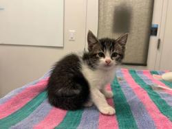 Shelter Stray Male Cat last seen N Jackson Ave & NE Russell Rd, KCMO, 64117, 64117, MO, 7077 Elmwood Ave, Kansas City, MO 64132, USA