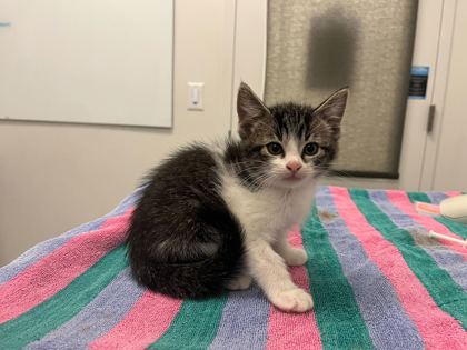 Shelter Stray Male Cat last seen N Jackson Ave & NE Russell Rd, KCMO, 64117, 64117, MO, 7077 Elmwood Ave, Kansas City, MO 64132, USA