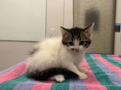 Shelter Stray Female Cat last seen N Jackson Ave & NE Russell Rd, KCMO, 64117, 64117, MO, 7077 Elmwood Ave, Kansas City, MO 64132, USA