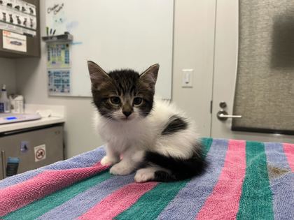 Shelter Stray Male Cat last seen N Jackson Ave & NE Russell Rd, KCMO, 64117, 64117, MO, 7077 Elmwood Ave, Kansas City, MO 64132, USA
