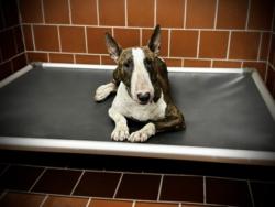 Shelter Stray Female Dog last seen Near blk of W Barron, EVERMAN, , 3961 Bluebell Dr, Everman, TX 76140, USA