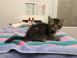 Shelter Stray Male Cat last seen N Jackson Ave & NE Russell Rd, KCMO, 64117, 64117, MO, 7077 Elmwood Ave, Kansas City, MO 64132, USA