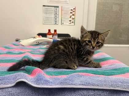 Shelter Stray Male Cat last seen N Jackson Ave & NE Russell Rd, KCMO, 64117, 64117, MO, 7077 Elmwood Ave, Kansas City, MO 64132, USA